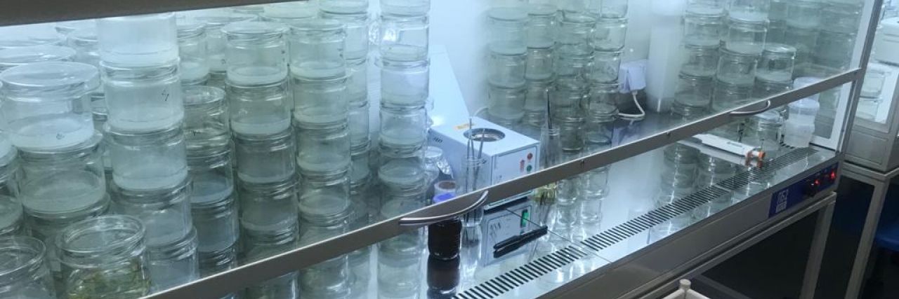 Лаборатория клонального микроразмножения Future Flora Lab: адрес, телефон, режим работы - Контакты и информация