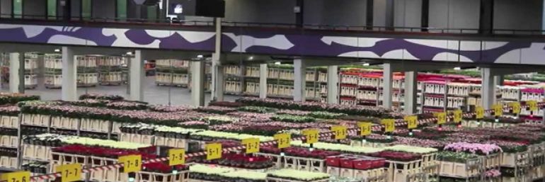 Infinity Flowers Export