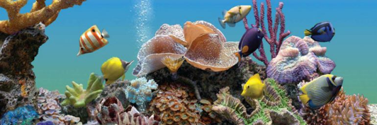 Marlin Aquarium